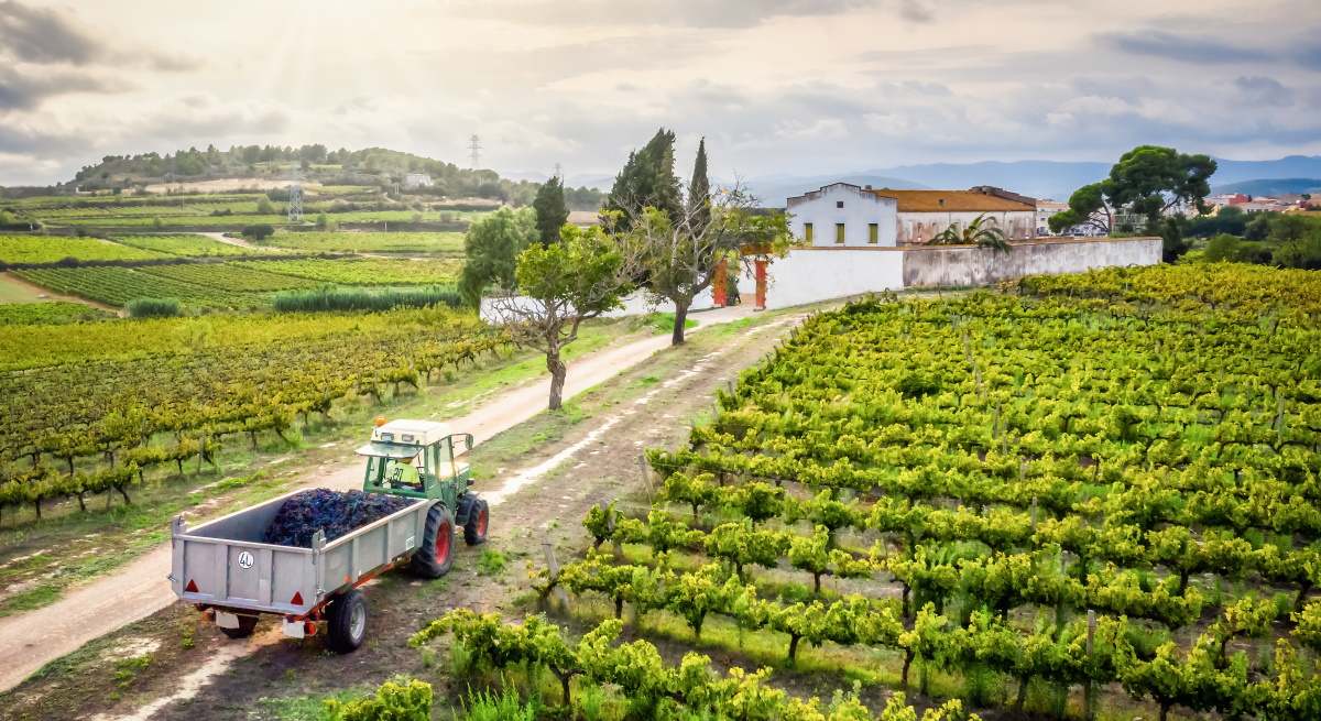 vinedo-espanol-vino.jpg