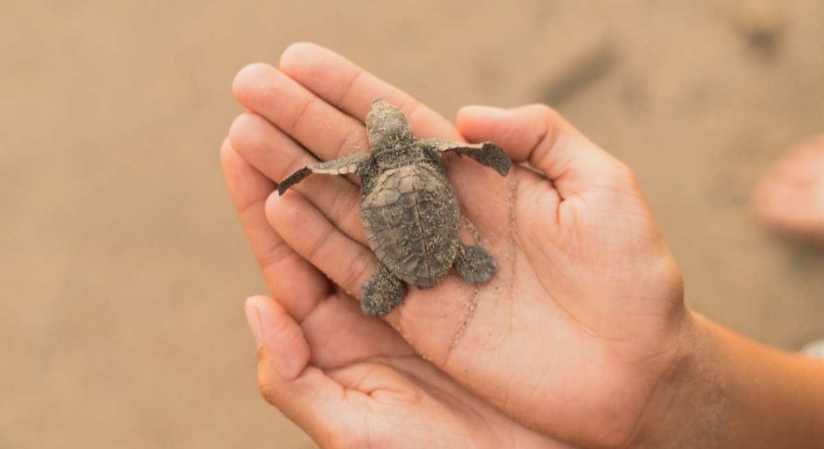 Playas de anidación de tortugas marinas están contaminadas.