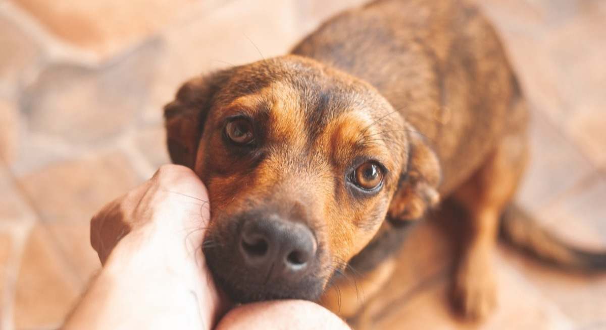 Así será el curso para poder tener perro en España.
