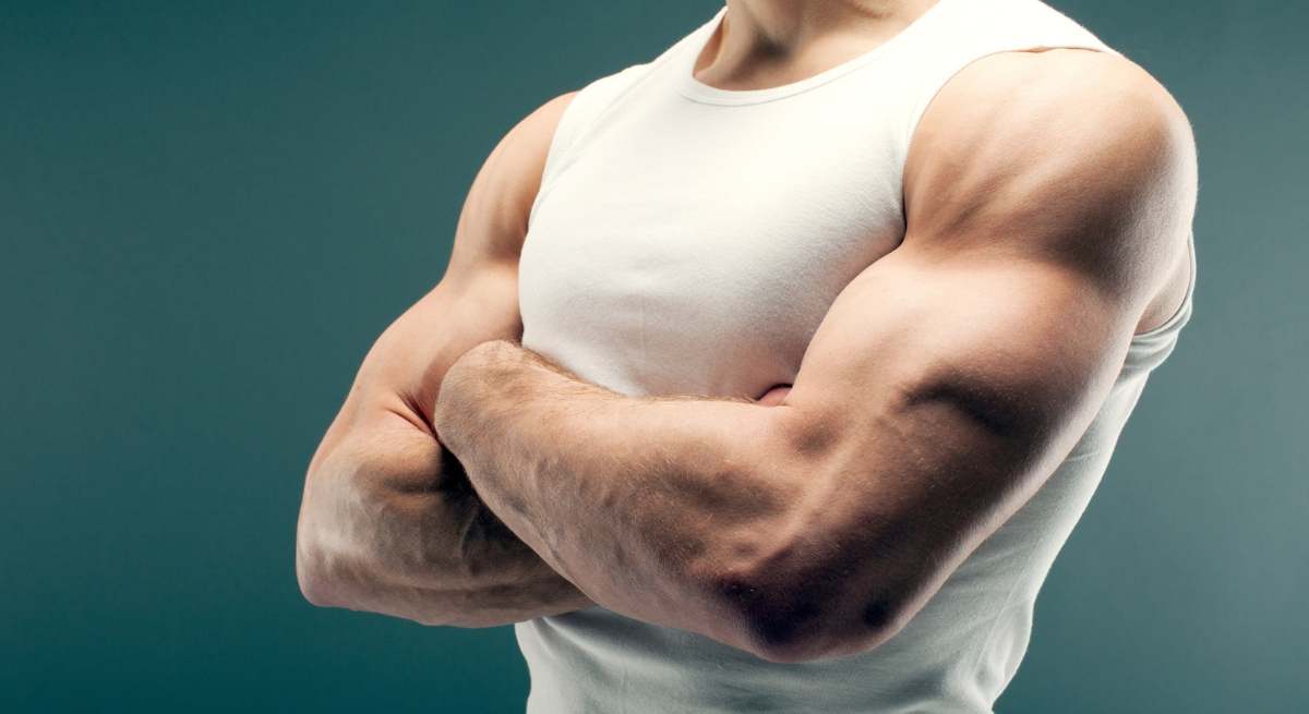 musculatura