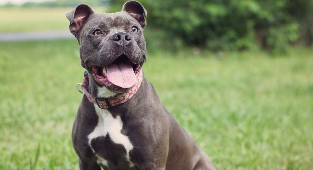 Una veterinaria alerta a los dueños de perros.
