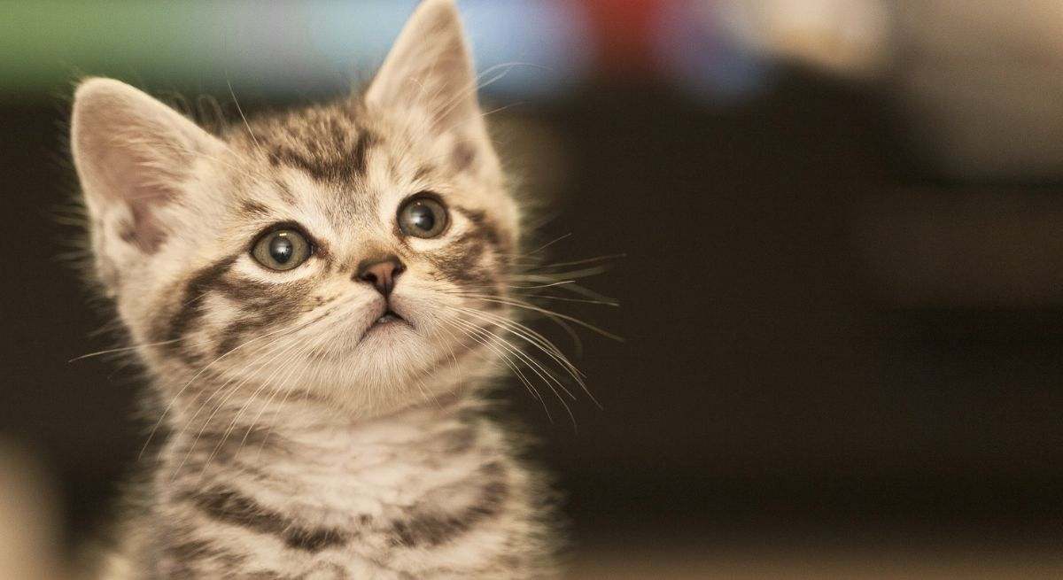 Un gato en un hogar español