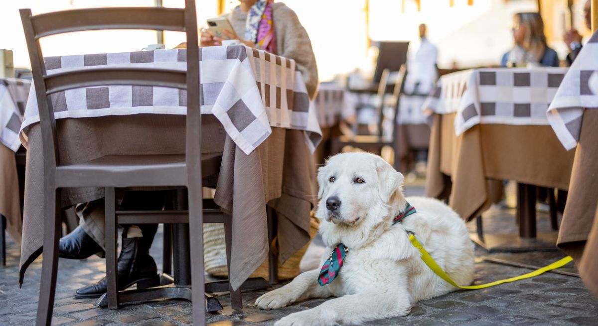 Un perro espera aburrido en la terraza de un bar mientras su dueña juega con el móvil