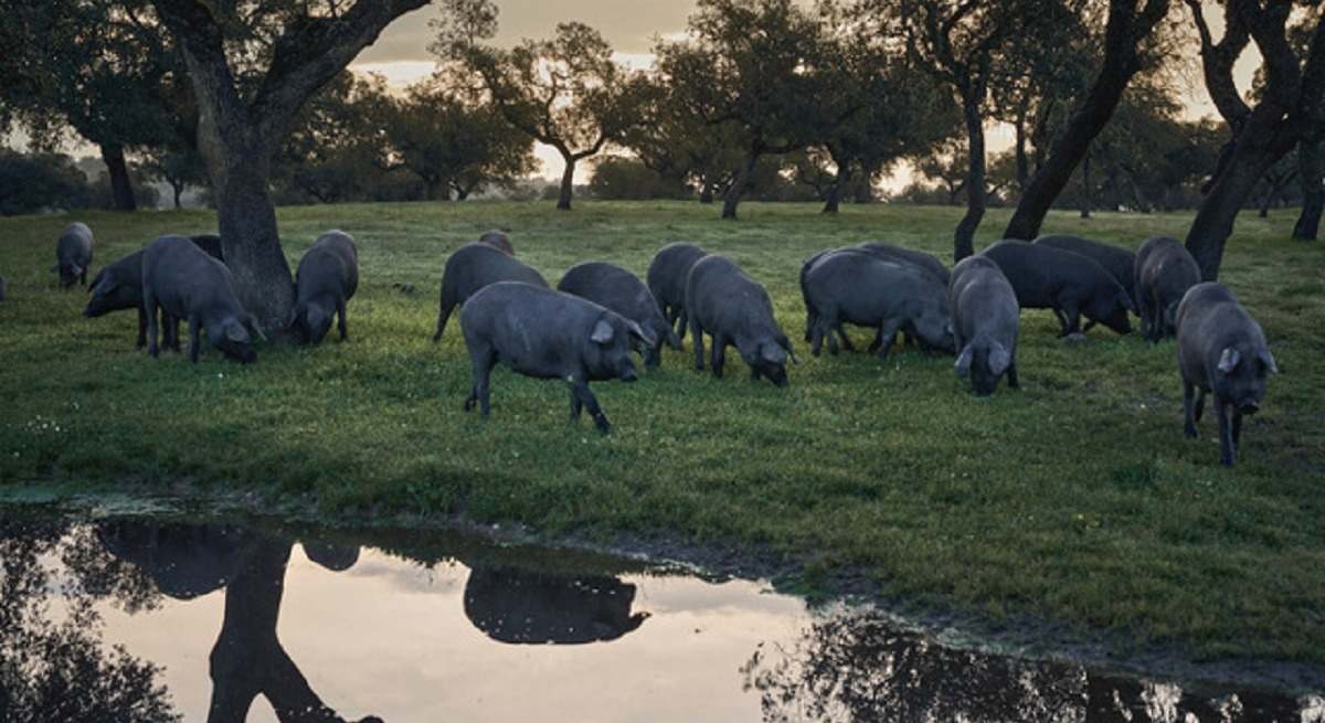 Cerdos Ibéricos en Dehesa