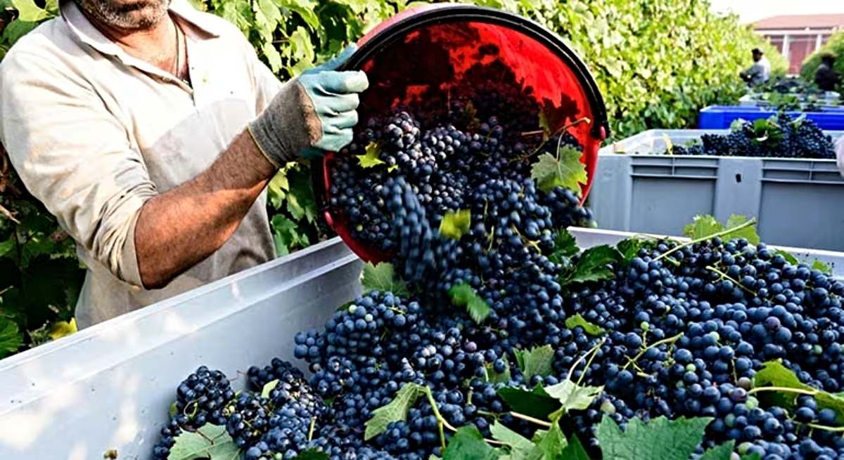 Recogida de uva