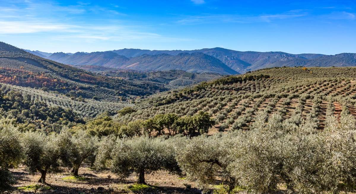Campo de olivos en Extremadura