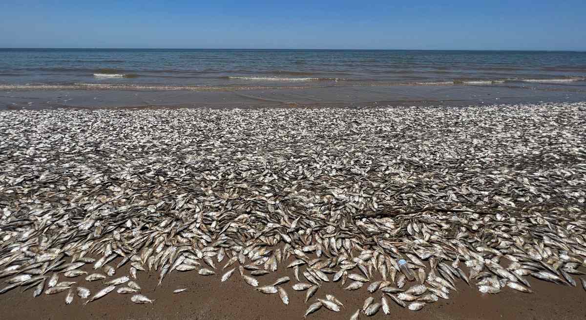 peces-muertos-quintana-beach-eeuu.jpg