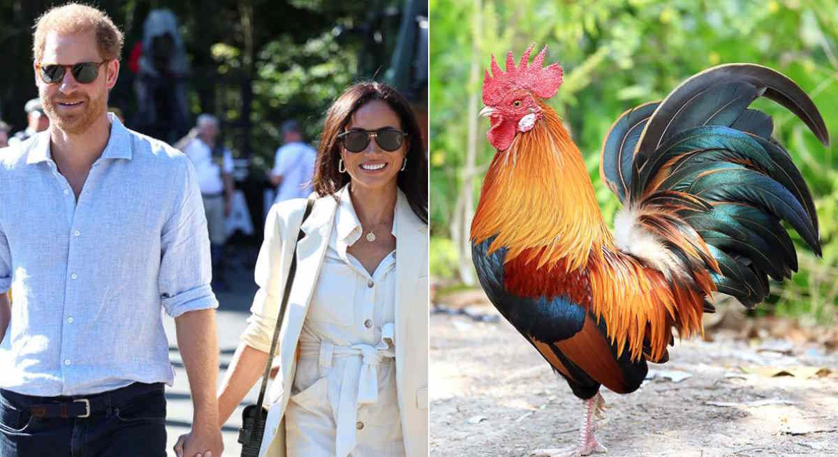 A Meghan le gustan las gallinas