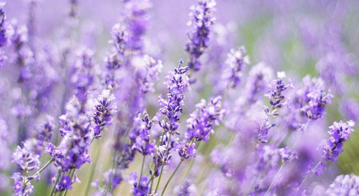 Lavanda