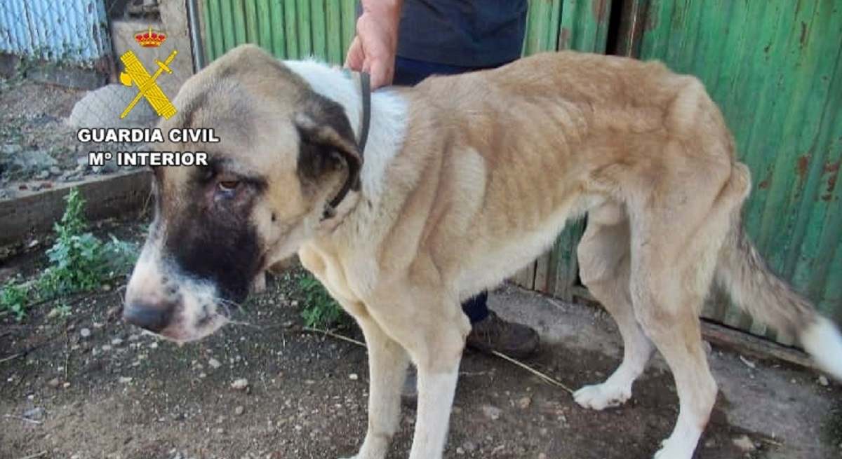 Perros-2.jpg