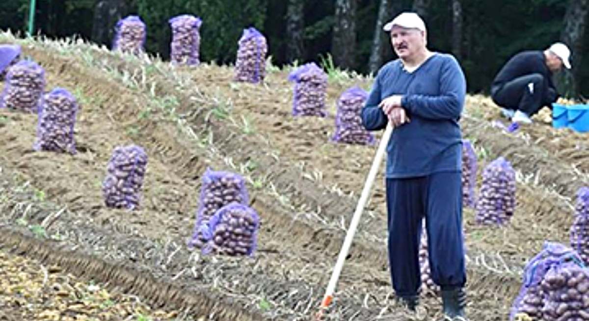 Lukashenko rodeado de bolsas de patatas en un patatal