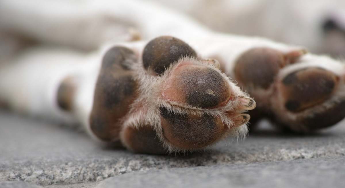 Los veterinarios alertan de uno de los peligros para los perros.