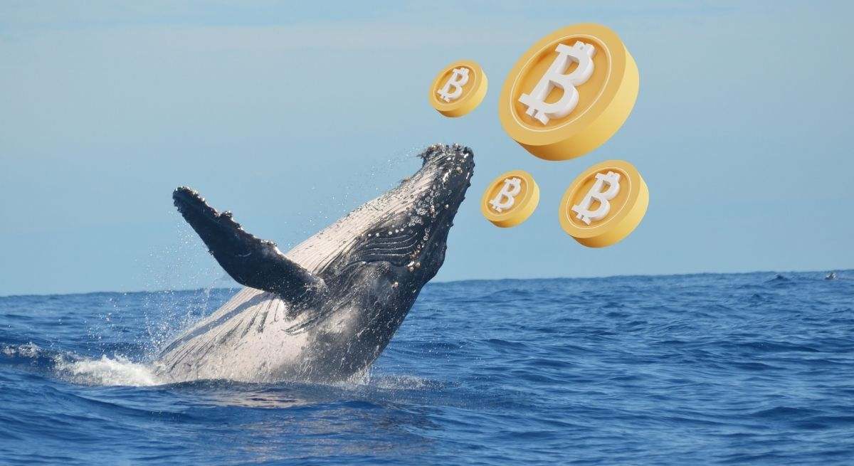 ballenas bitcoin