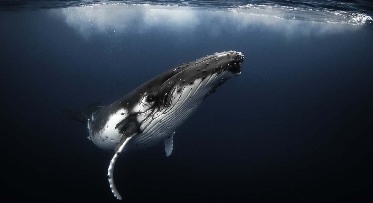ballena-engulle-kayakistas-istock.jpg