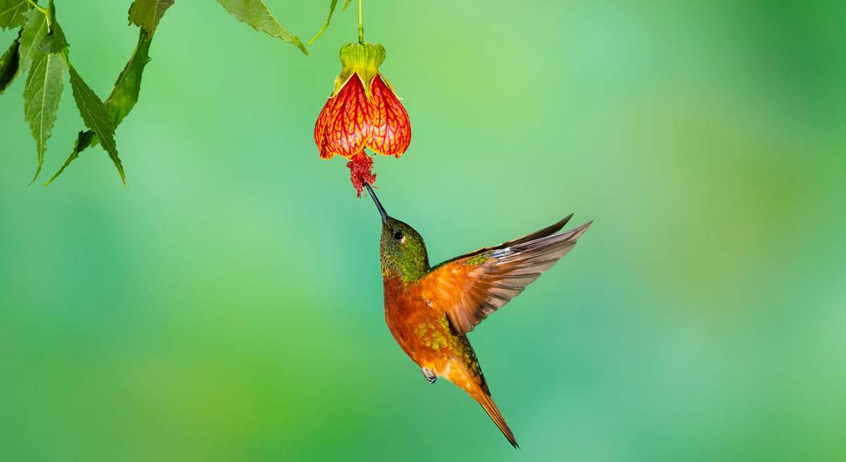 Pajaro-istock-1200.jpg