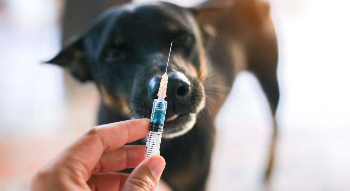 La rabia del perro es una enfermedad viral infecciosa
