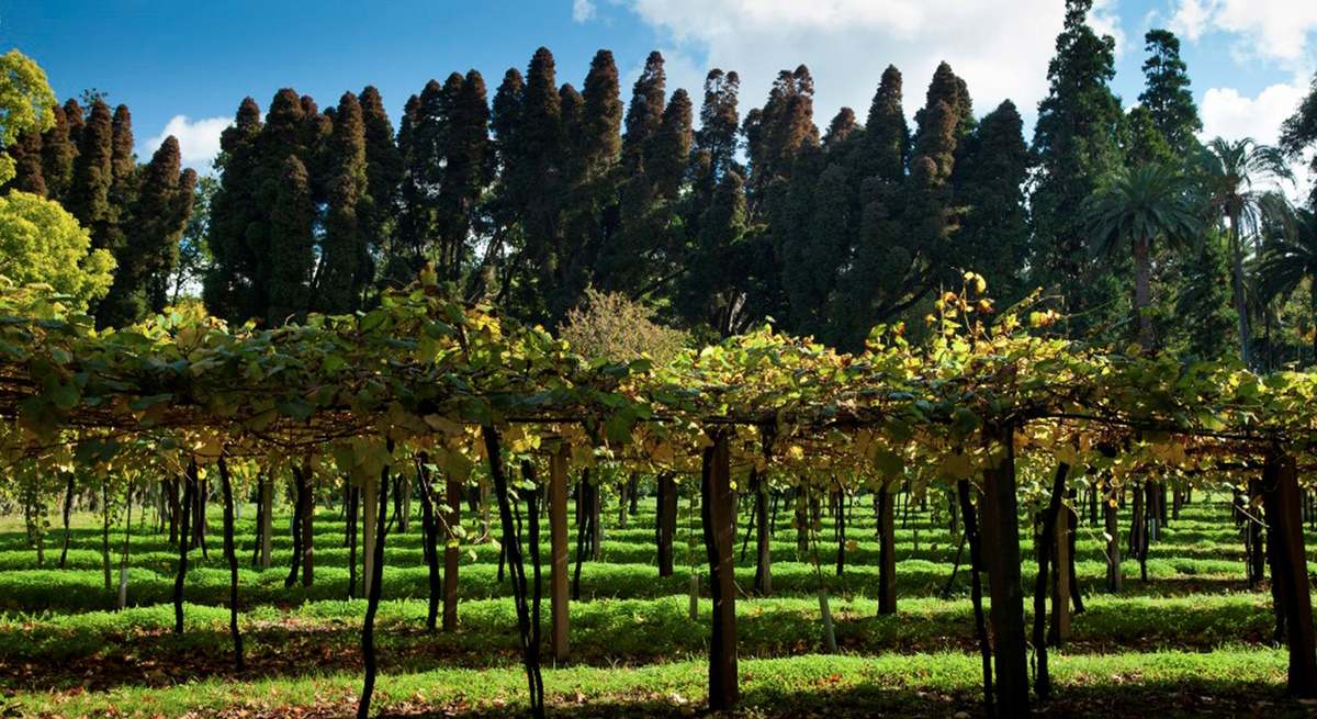 BODEGAS RIAS BAIXAS