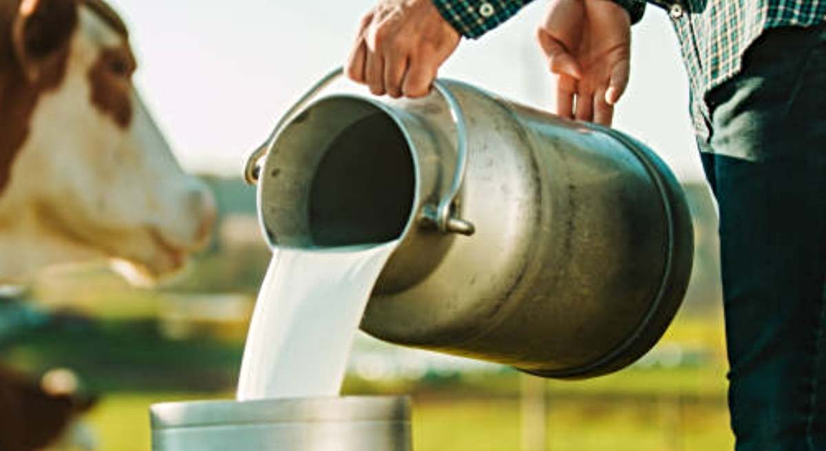 Leche de vaca