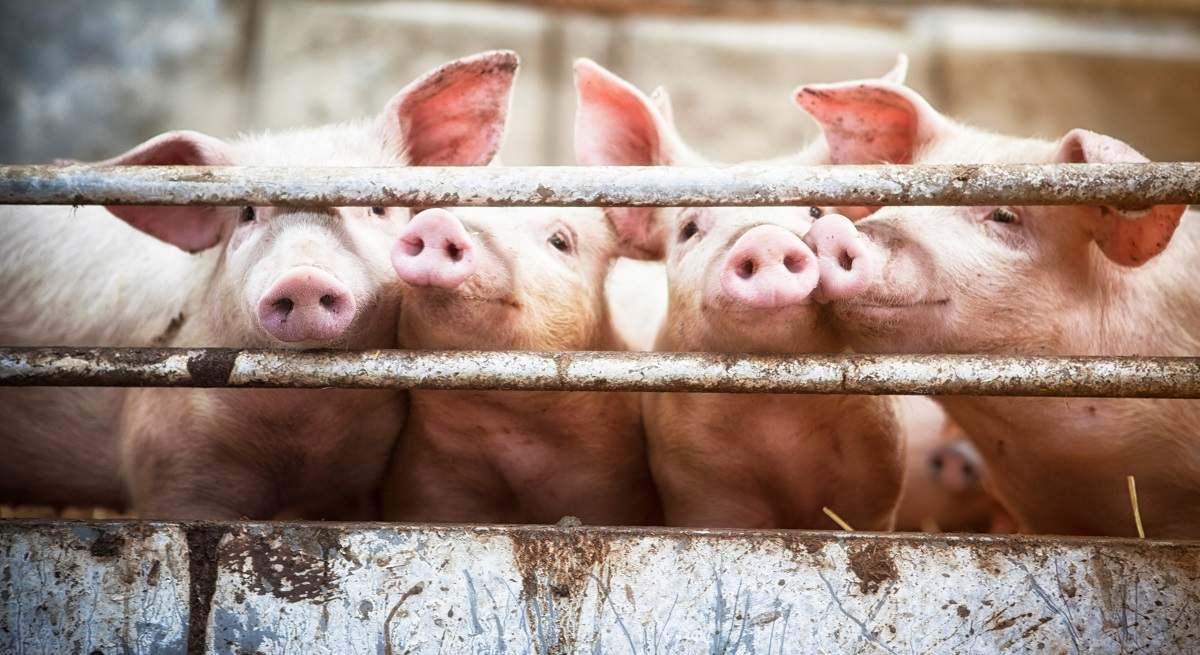 China invirtió para recuperar su disponibilidad de cerdo. iStock
