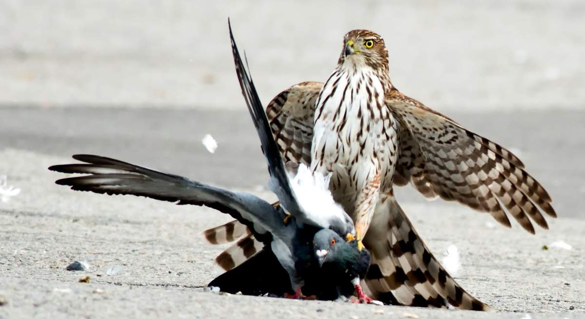 halcon-paloma-bce.jpg
