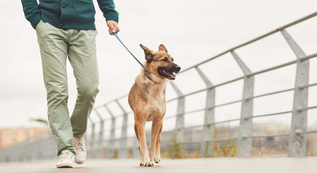 Un hombre pasea a su mascota 