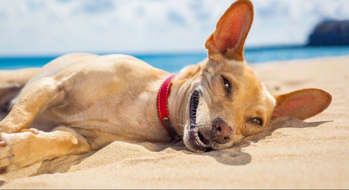 perro-canva