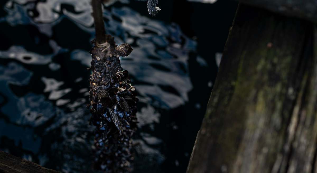 Bateas de mejillones en las rías gallegas.