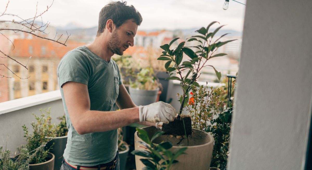 Los "bichos saltarines" en las hojas de tus plantas son una señal de alerta y no se puede dejar pasar