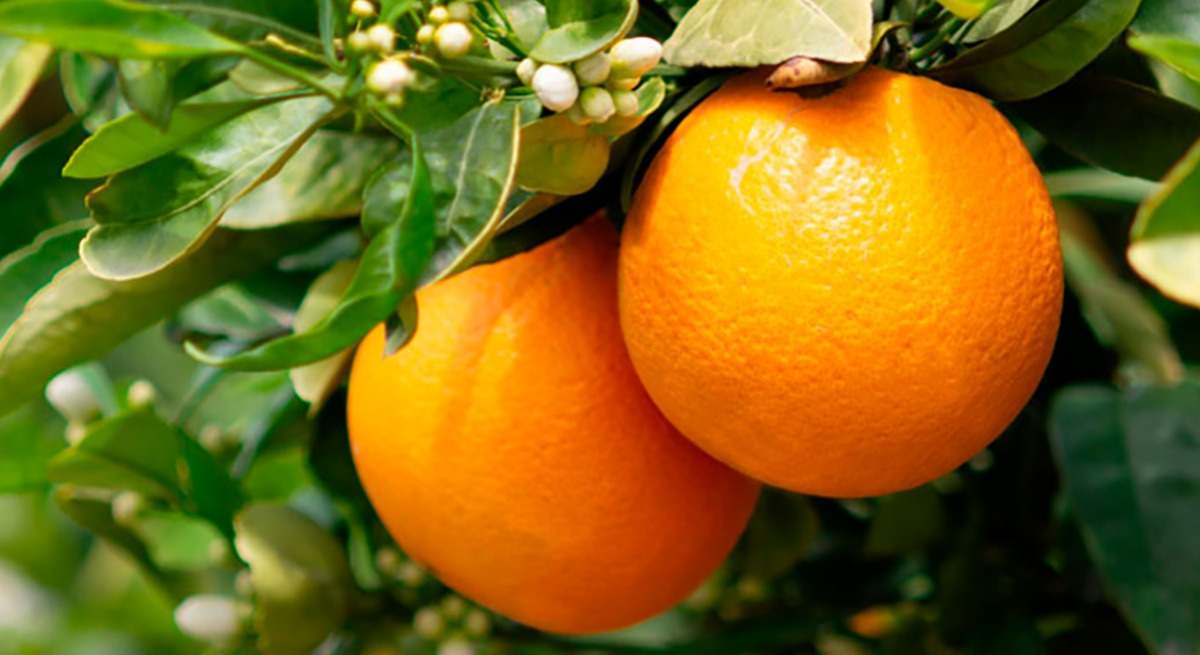 Naranjas en un campo.