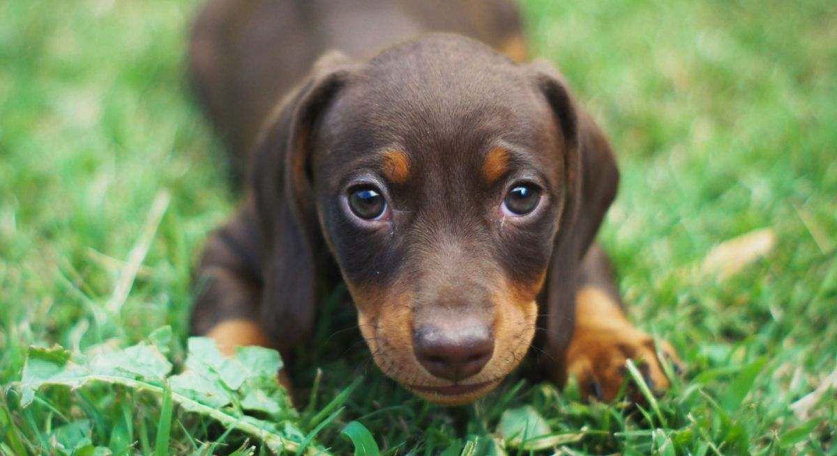 Existen unas 800 razas de perros distintos
