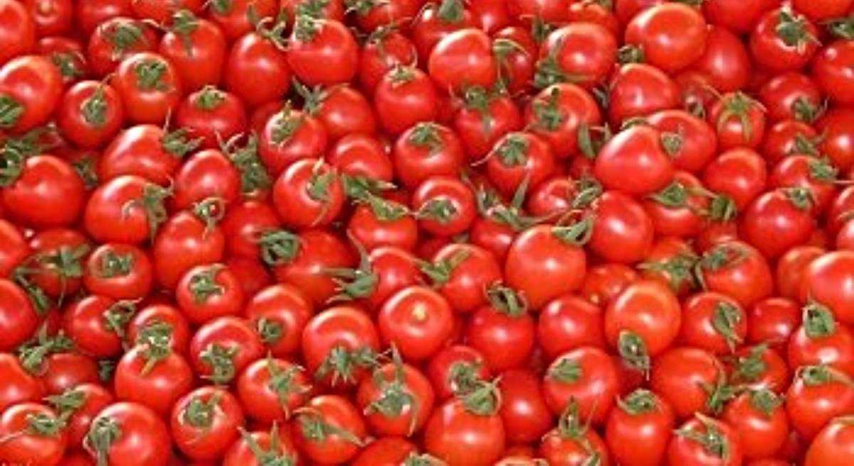 Tomates