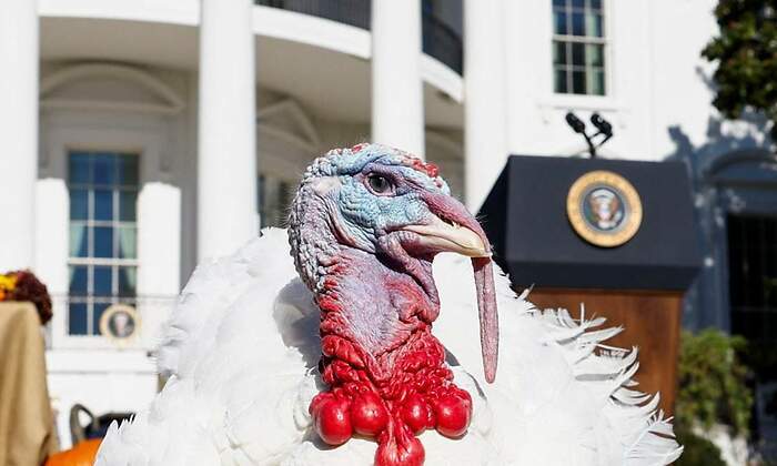 pavo-indultado-biden-reuters.jpg
