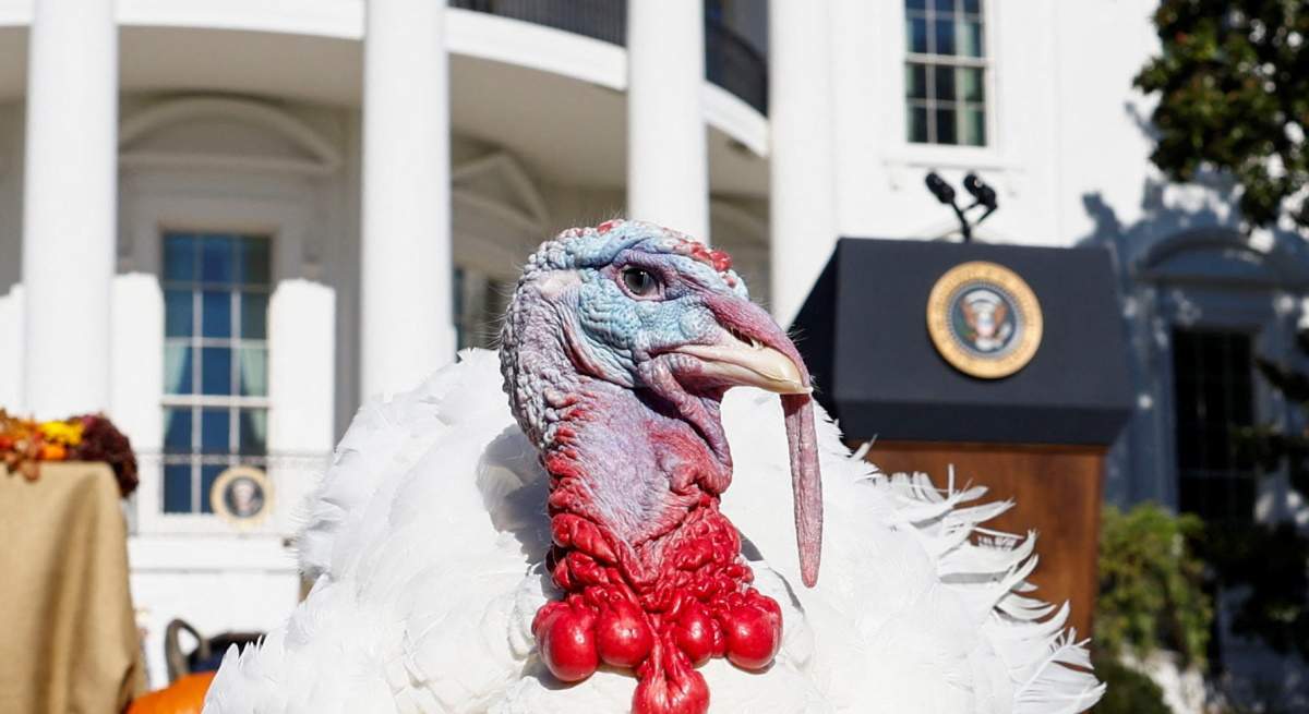 pavo-indultado-biden-reuters.jpg