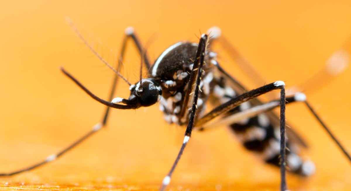 Alerta en Europa por la expansión de mosquitos que transmiten los virus del dengue, chikungunya, Zika, del Nilo Occidental y la fiebre amarilla