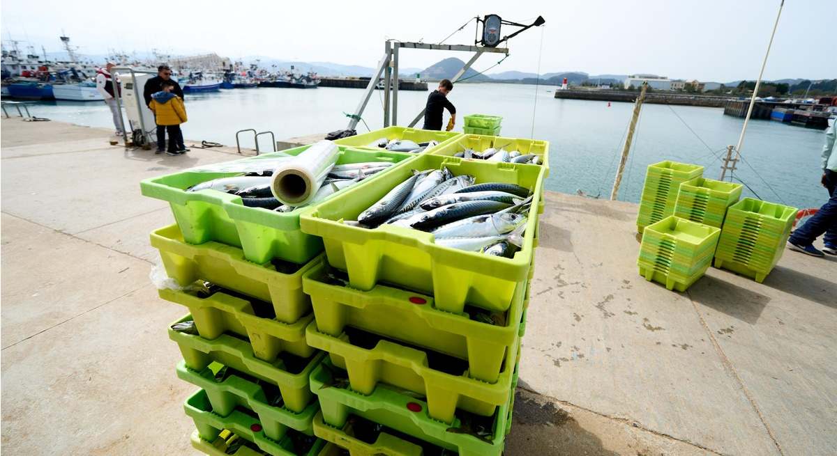 DESCARGA DE JURELO EN EL PUERTO DE A CORUÑA