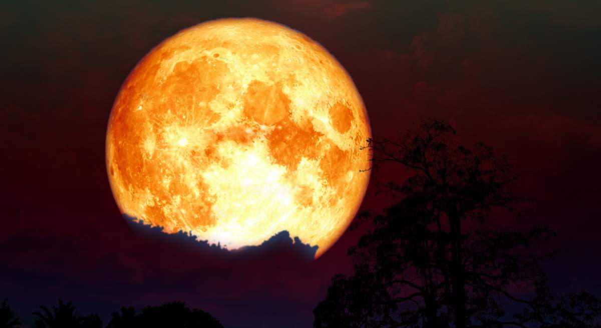 luna-ciervo.jpg
