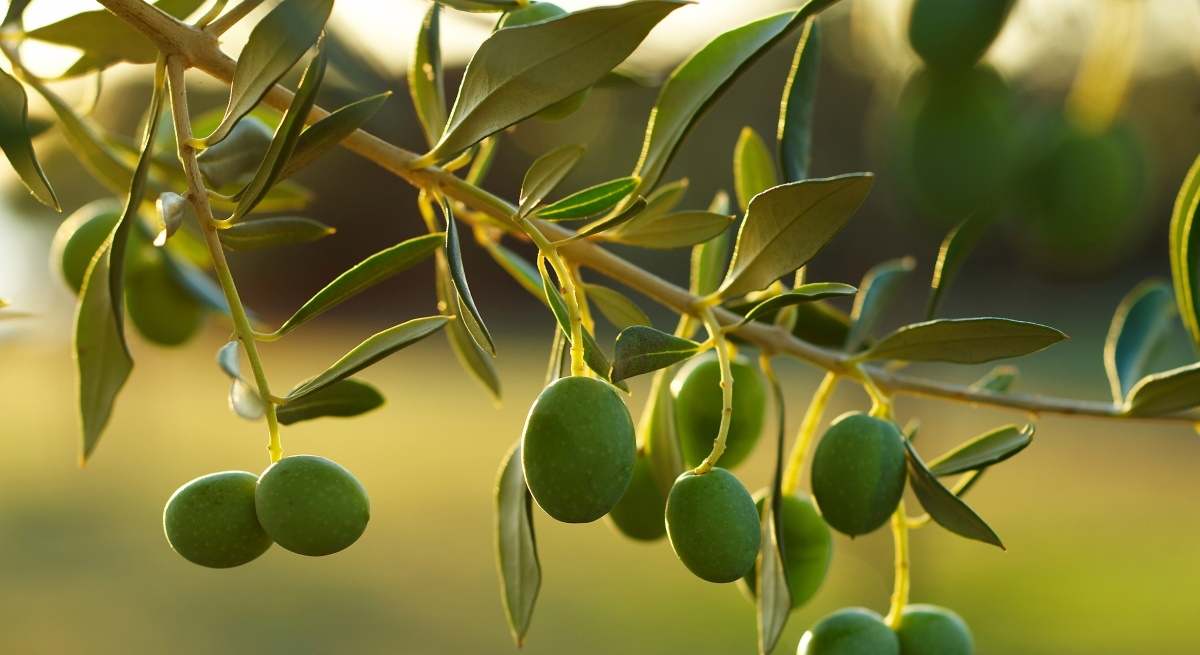 aceitunas-rama-dreamstime.jpg