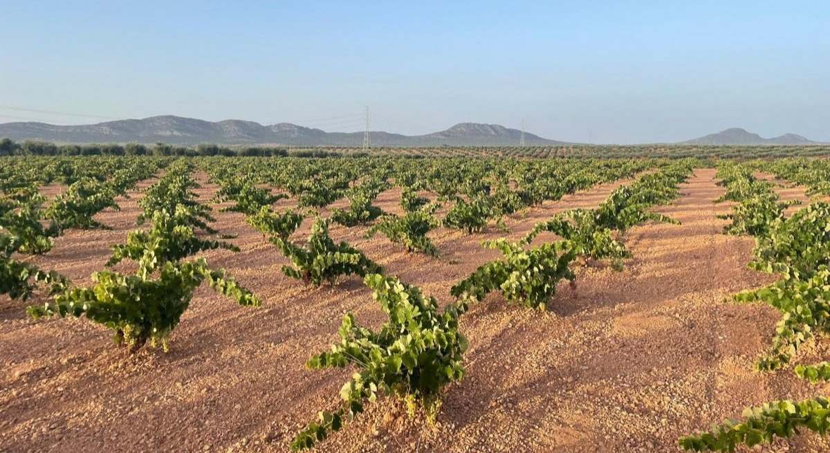 Viñedos