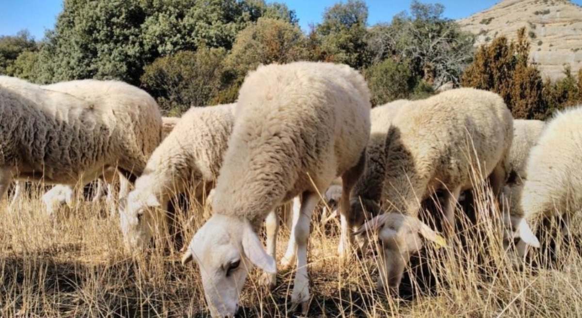 agricultura ganaderia aragon
