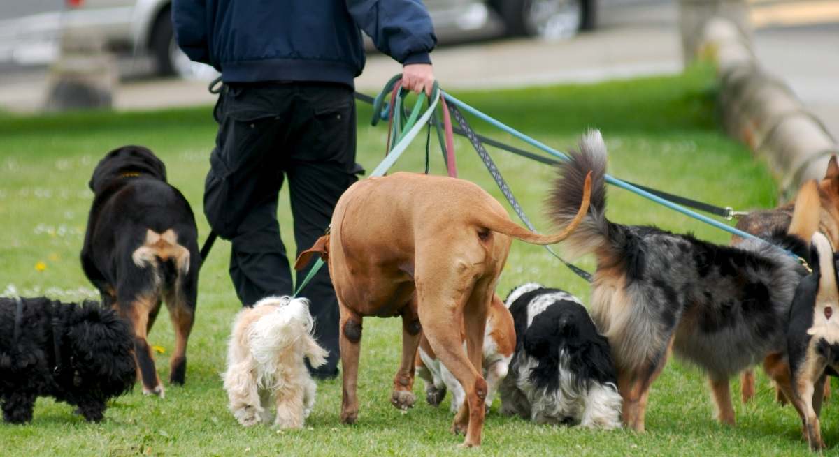 perros.jpg