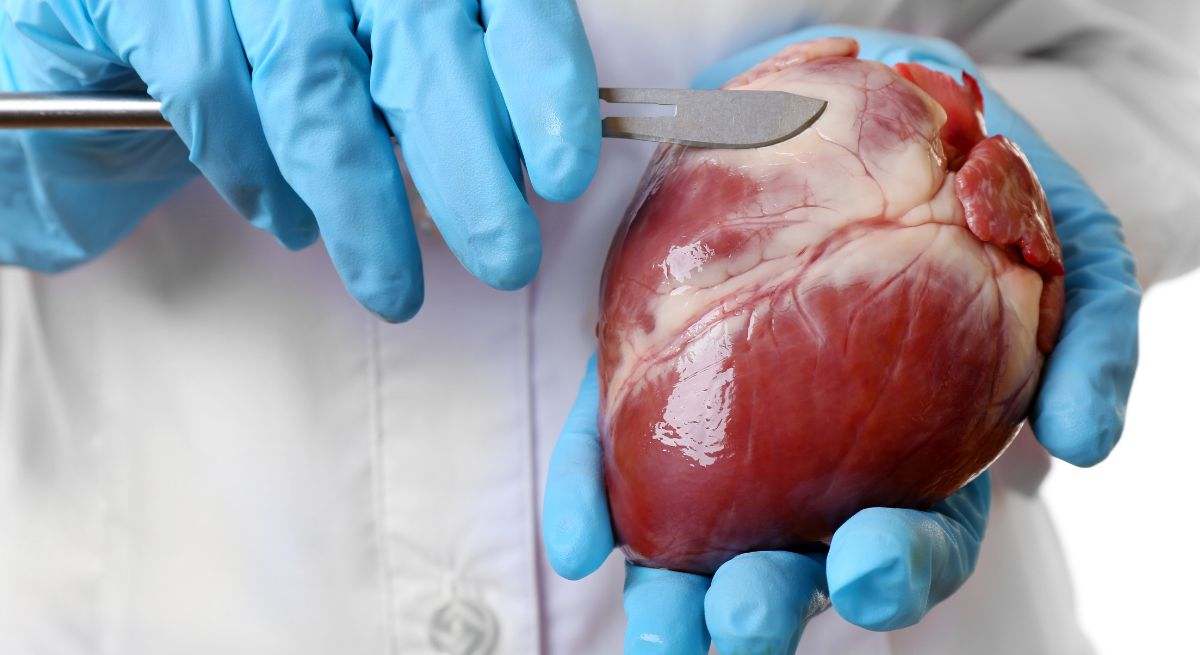 El corazón es el principal órgano del aparato circulatorio humano