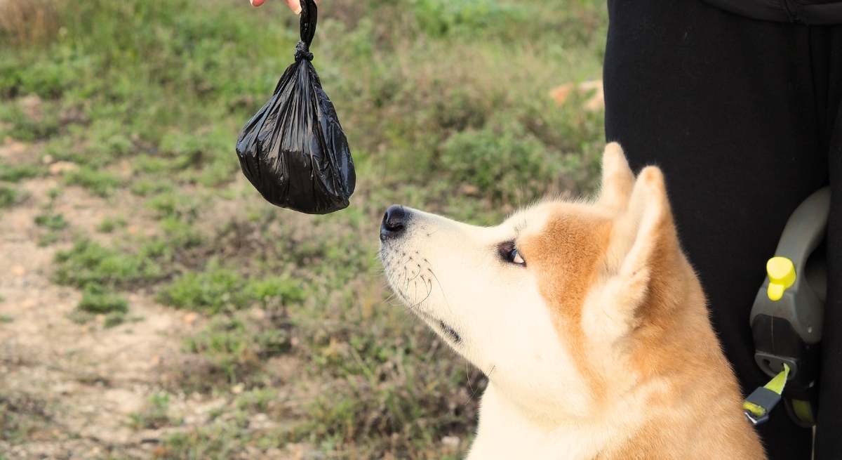 Multas de 180 euros por tirar excrementos de perro a la basura.