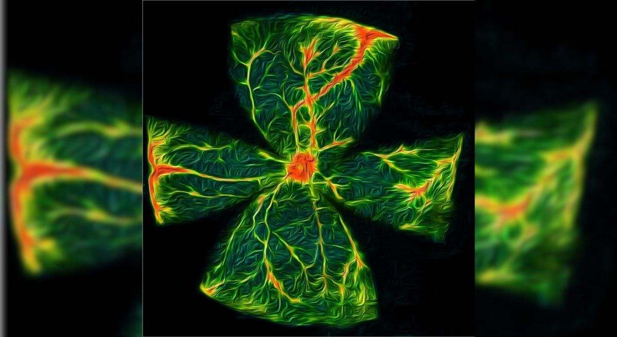 Retina Raton Diabeticp