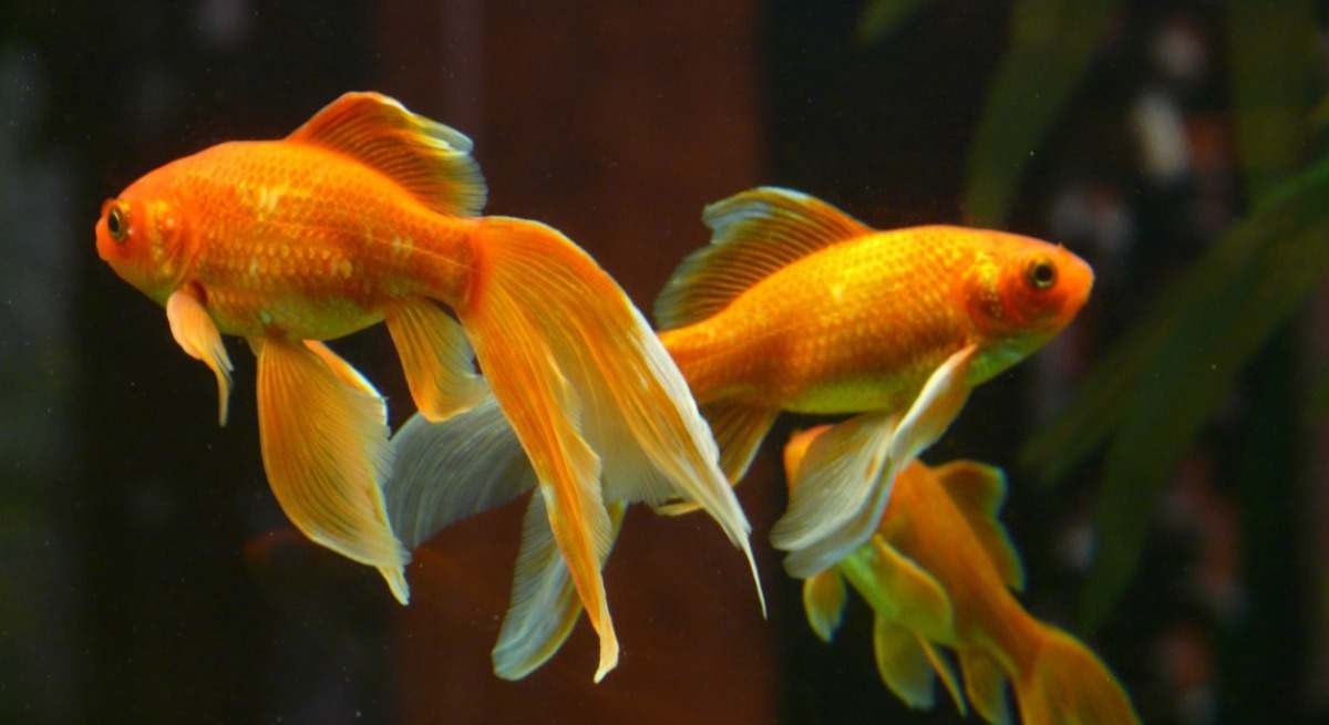 Peces dorados.