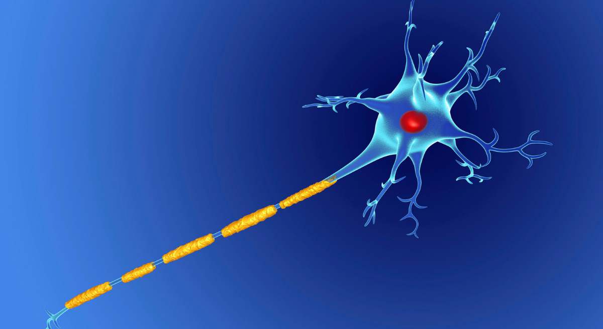 Neurona.