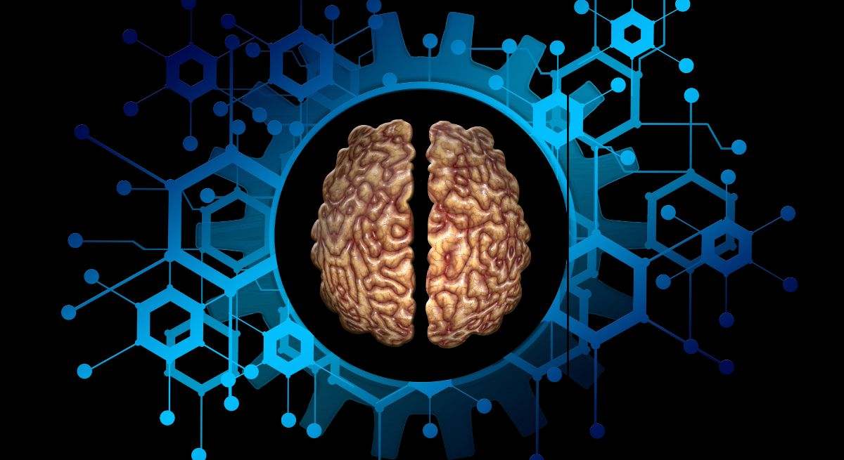El cerebro es la estructura principal responsable de la coordinación y del control del organismo