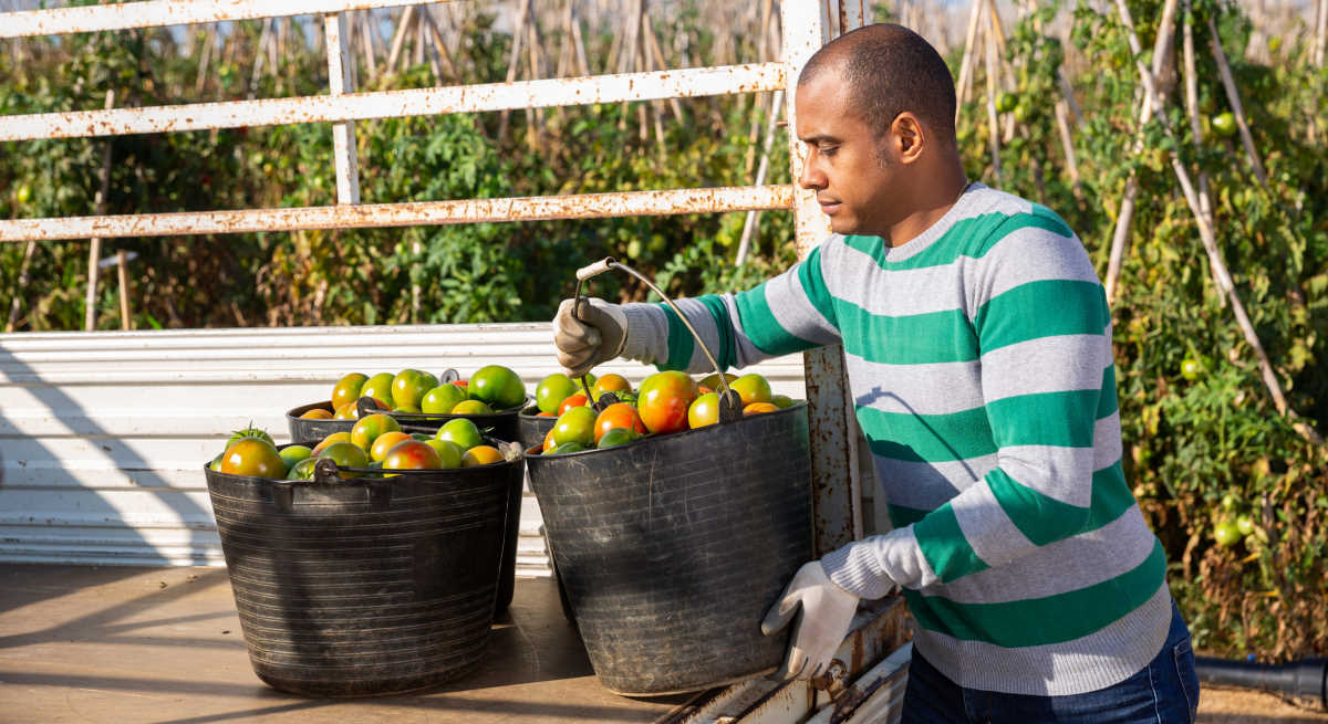 tomate-agricultor-camion-cultivo-campo-1200-dreamstime.jpg