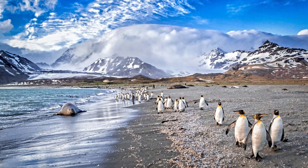 La población de pingüinos es numerosa en las islas Georgias del Sur