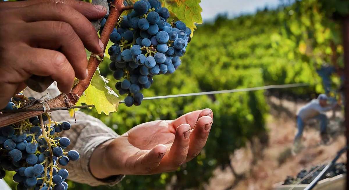 Racimo de uvas recogido durante la vendimia en una bodega de la Ribeira Sacra.