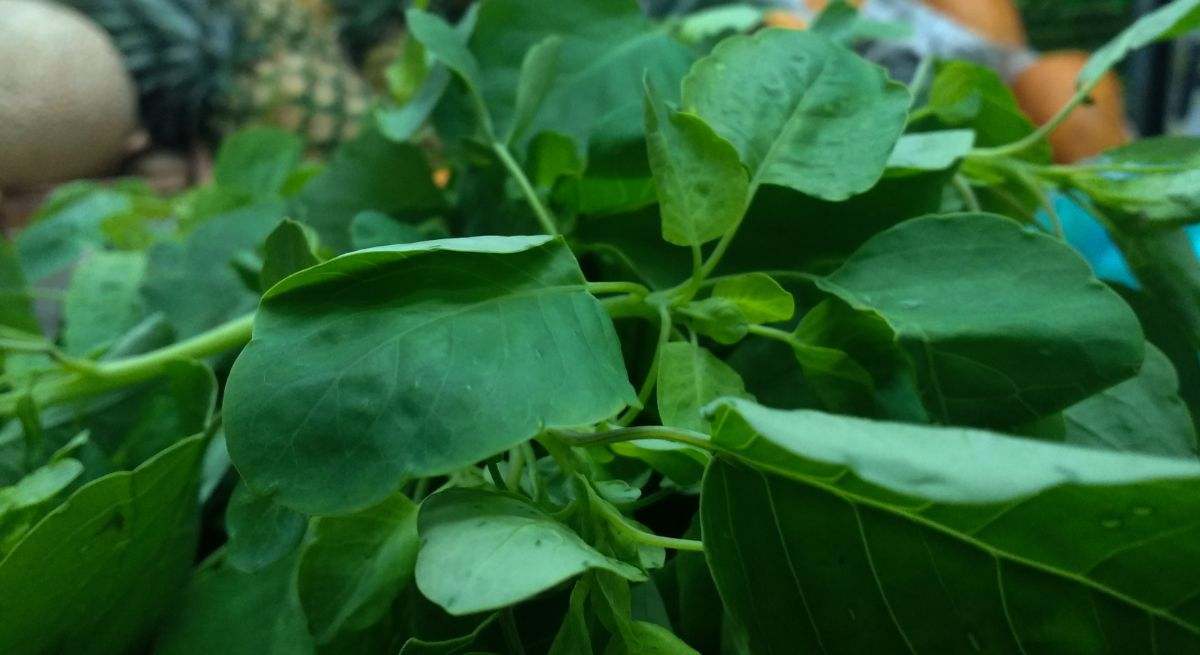 El pápalo es una hierba aromática de hojas verde pálido